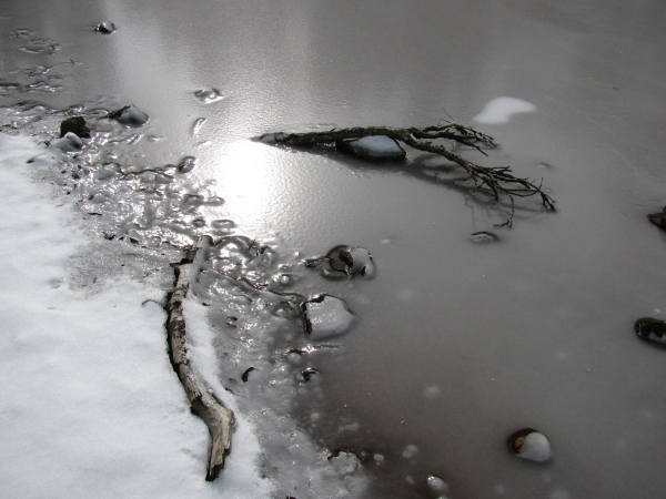 Twigs in the ice.