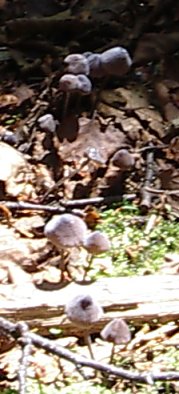 Tiny mushrooms in the forest litter.