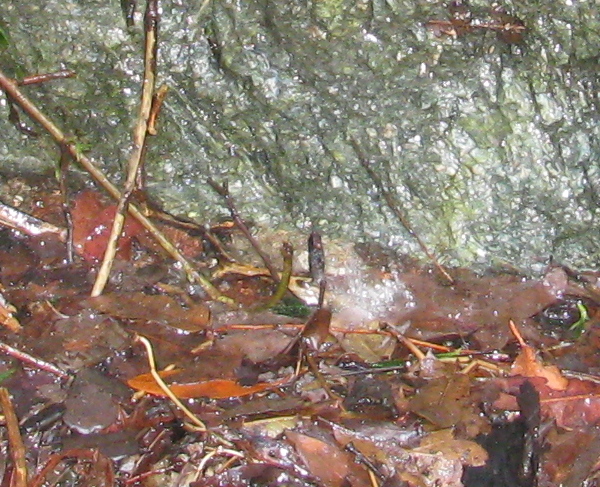 A drop landing among leaves and puddle.