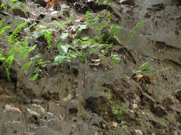 Ferns growing in a mud wall.