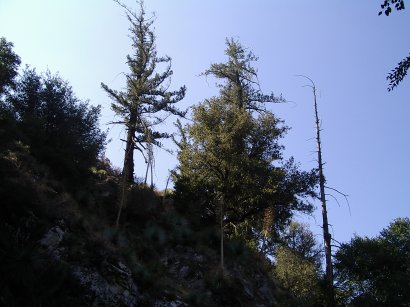 trees along the top of the canyon wall