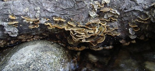 mushrooms on wet log