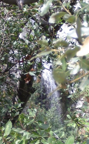 Glimpse of the falls through the trees.