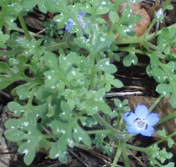 Little blue flowers that the flies like.