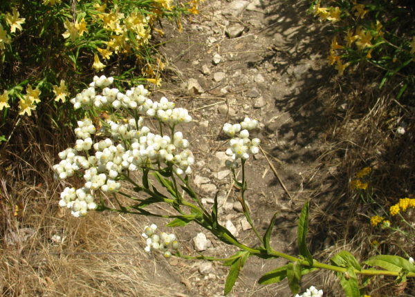 different funny white flowers