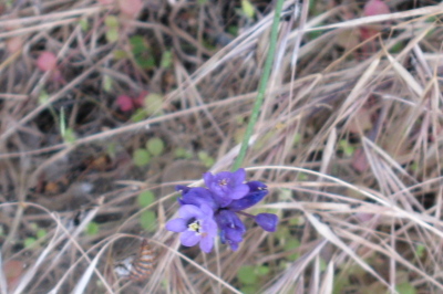little blue-purple thing