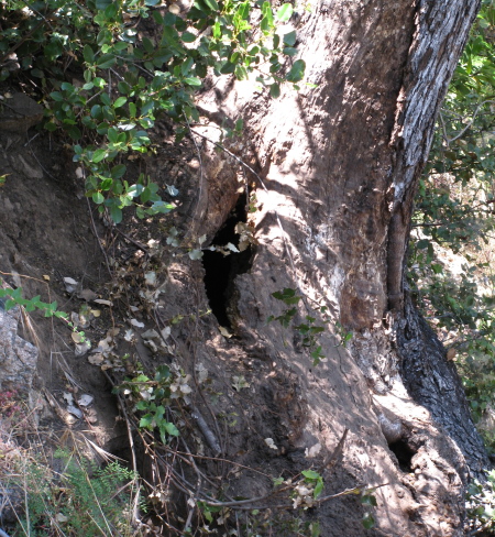 a hollow tree serving as a bee hive