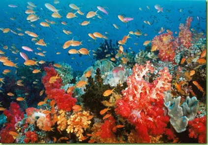 ocean-world-3D-corales-peces