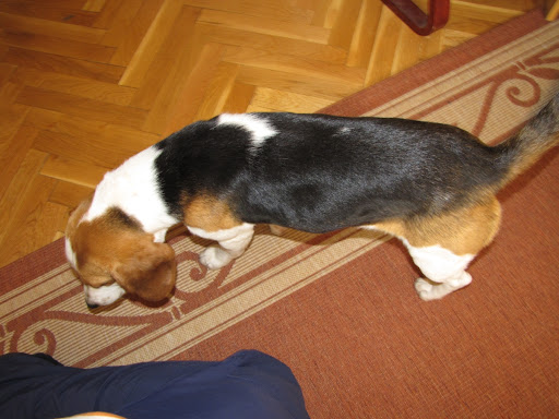 beaglep%C3%A9cel.JPG