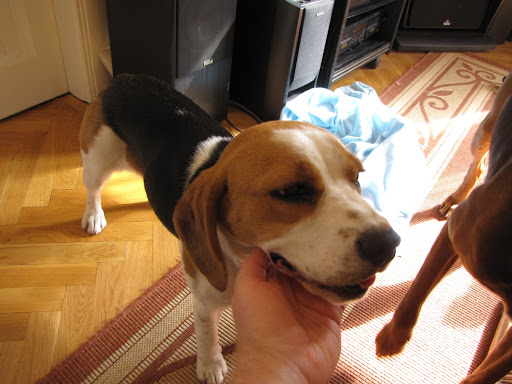 beaglep%C3%A9cel2.JPG
