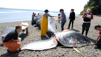 Ballena muerta en la costa de Seattle, 18 de abril de 2010 (Cascadia Research) editar Eliminar título