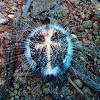 Heart sea urchin