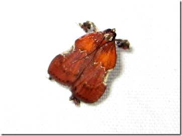 5552 – Galasa nigrinodis – Boxwood Leaftier Moth - 01