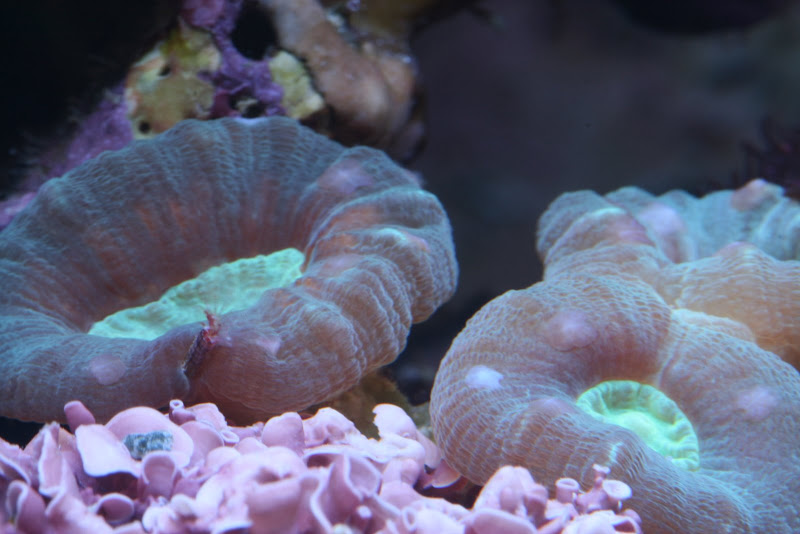 Flatworms | 3reef Aquarium Forums