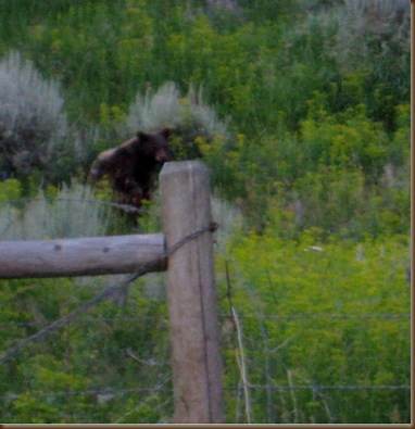 Bear in July