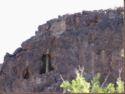 Strange place for a saguaro