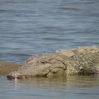 magar crocodile