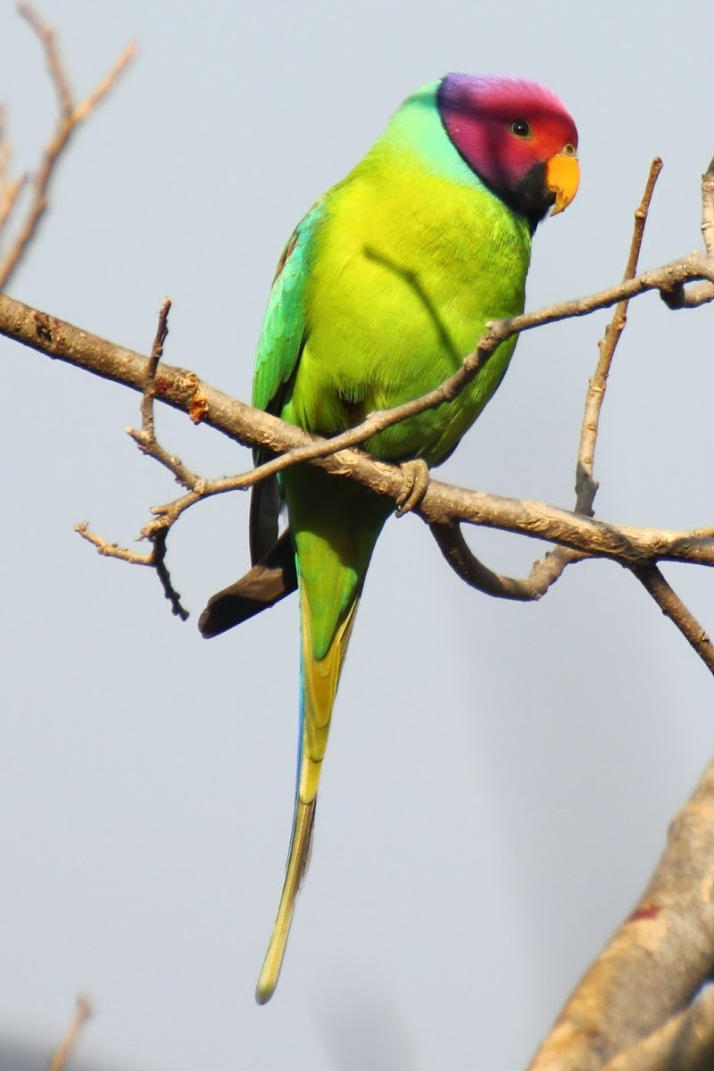 Plum-headed Parakeet (male)