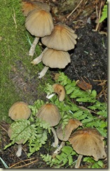 fungus 5
