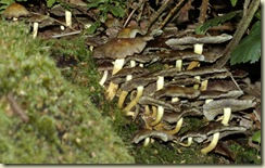fungus 15