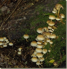 fungus 22