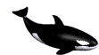 baleia05