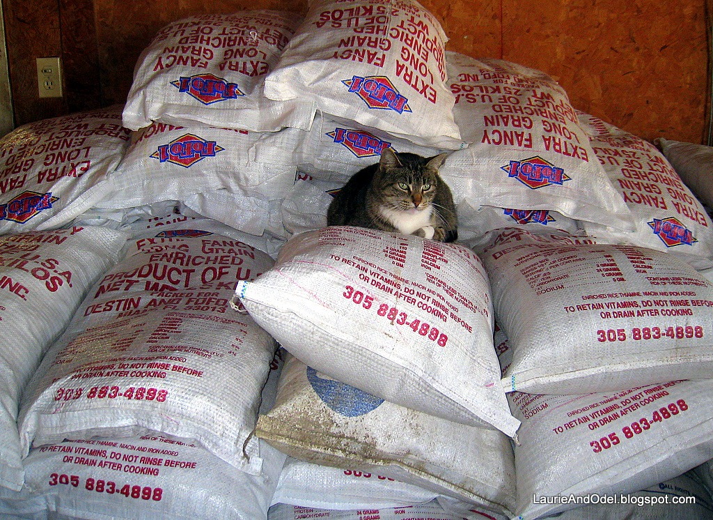 [Boss cat on the rice[4].jpg]