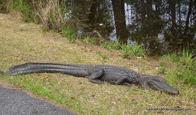 Alligator closeup