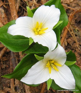 White Trilliums