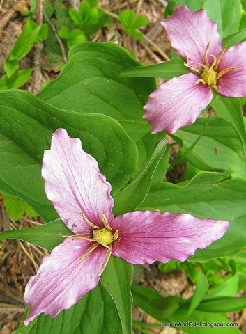 [Purple Trilliums 6-16-2009 1-54-44 PM[3].jpg]