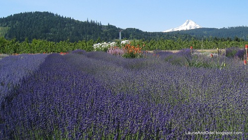Lavender and Mt. Hood