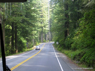 Pretty drive up 101 through the redwoods.