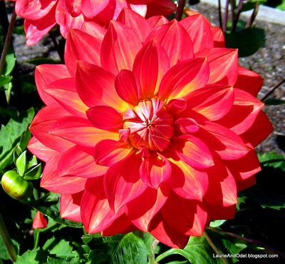 Everyone liked the dahlia photo so much - so here is one more.  
