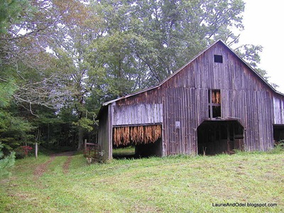 The tobacco barn in the hayfield.  We came through the almost invisible road on the left.