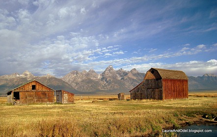 Teton Range and weathered buildings of Mormon Row in morning light.