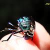 Molt Casing (Jewel Bug)