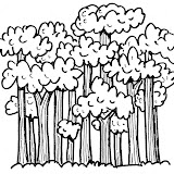 BOSQUE.jpg