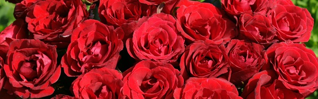 [red-roses-dsc03587-dws[4].jpg]