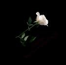[white rose[3].jpg]