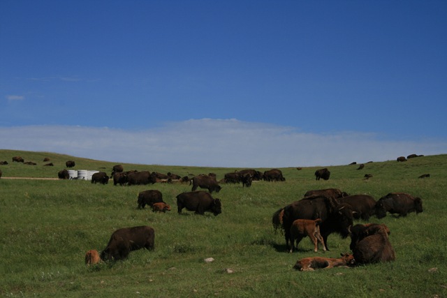 [Bison Herd[3].jpg]