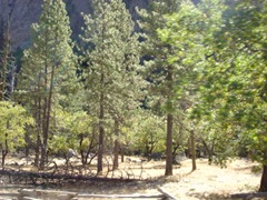 [Yosemite National Park, CA 115[2].jpg]