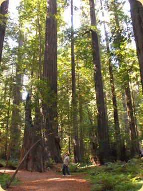 Avenue of the Giants-Ancient Redwoods 093