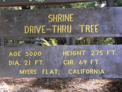 [Avenue of the Giants-Ancient Redwoods 141[2].jpg]
