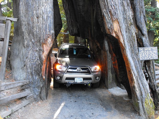 Avenue of the Giants-Ancient Redwoods 134