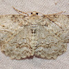 Small Engrailed
