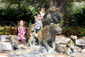 n.o.s on lions at zoo (1 of 1)