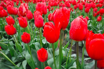 Red tulips