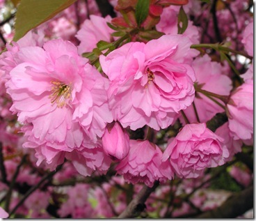 Cherry-Blossom-1