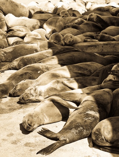 Seals (1 of 5)
