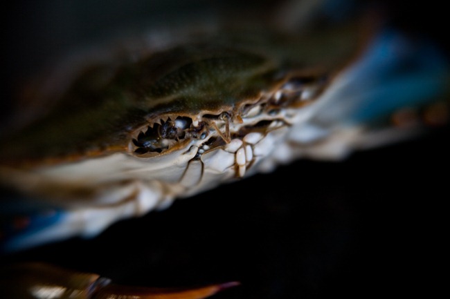 Maryland Blue Claw Crab
